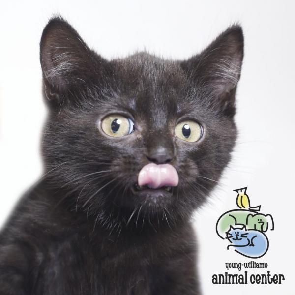 Goblin Now Shadow Female Cat