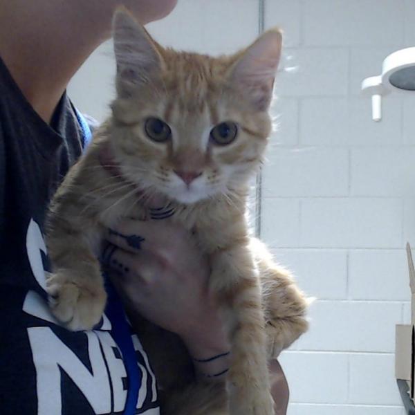 Poison Ivy Female Cat