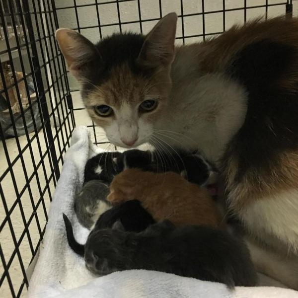 Chitter Bug Female Cat
