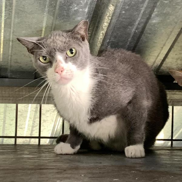 Rangoon | Male | Cat Rangoon | Male | Cat