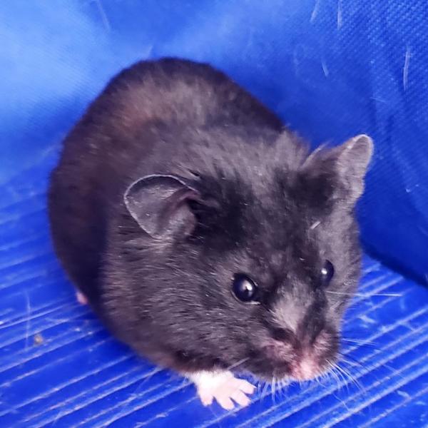 Milo Male Hamster Winter White Dwarf