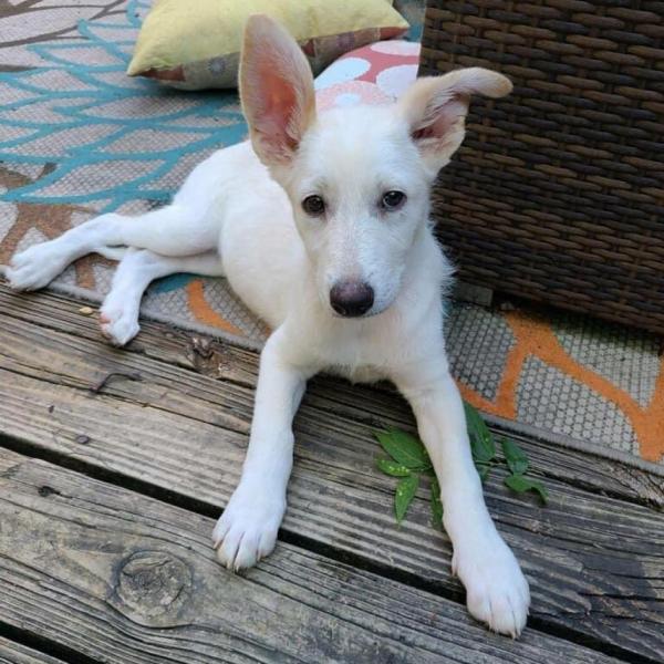 Perrier dog new arrivals