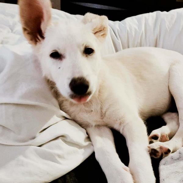 Perrier dog hotsell