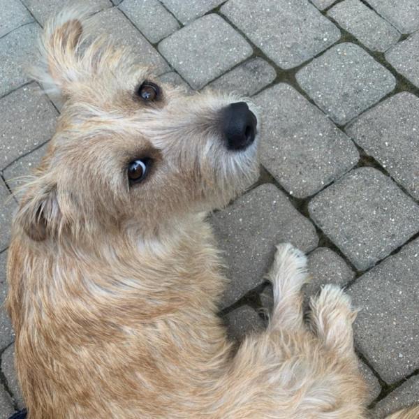 Roary Benito Female Dog