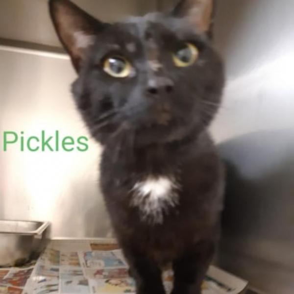 Pickles Male Cat