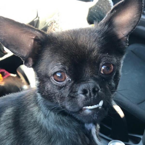 Osito Male Dog