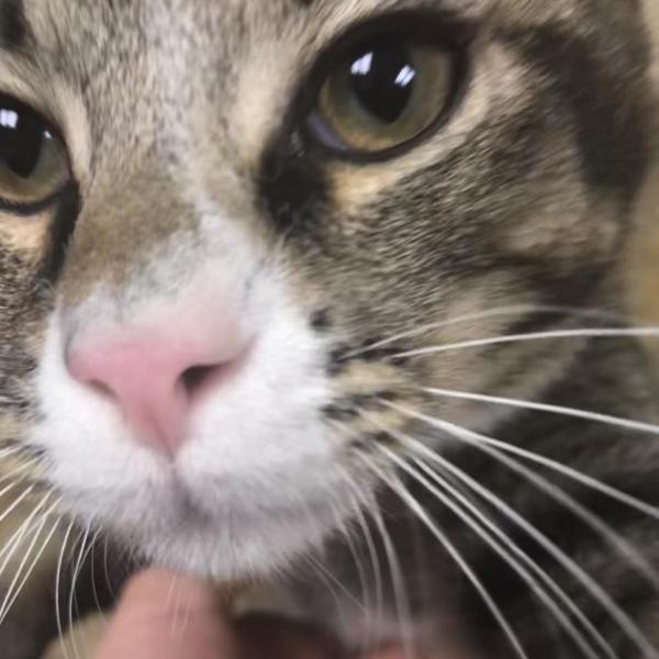 Milk Dud Greg Male Cat