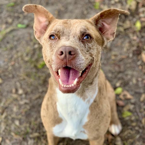 Calhoun sales dog breed