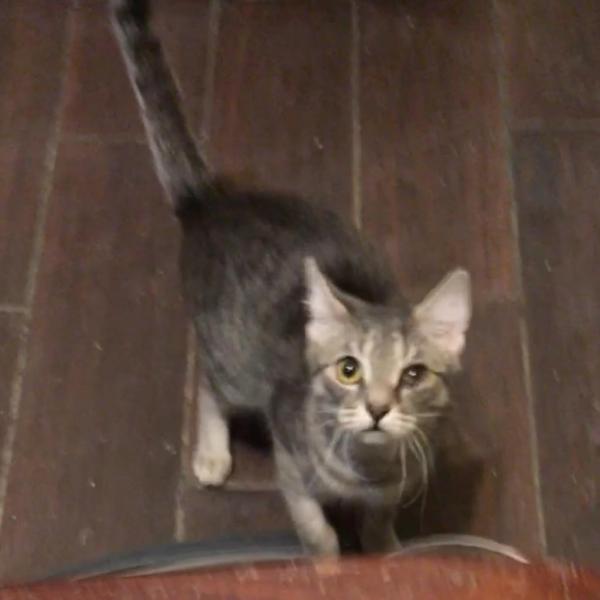 Asparagus 25 Female Cat