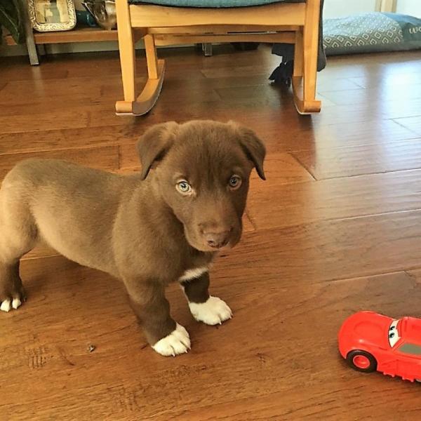 Milk top chocolate lab