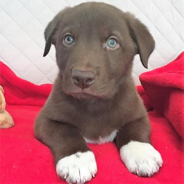 MC aka Milk Chocolate HP Male Dog