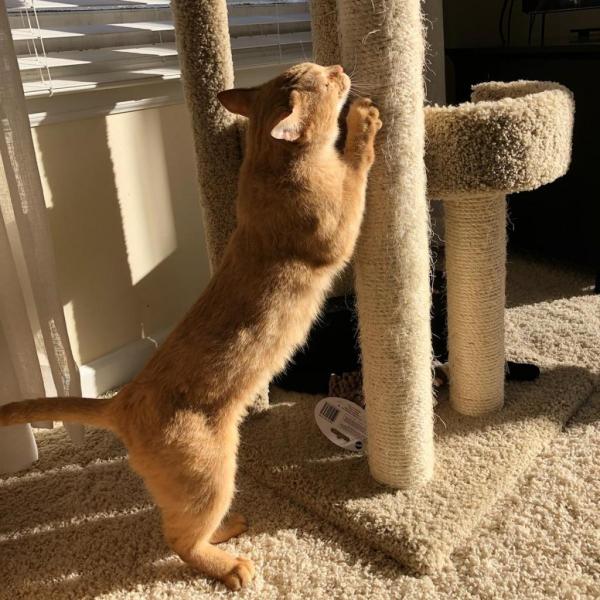 Ohio Female Cat