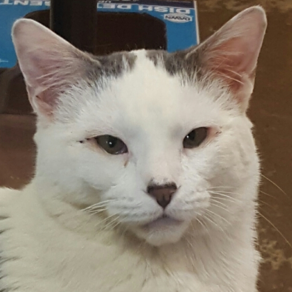 White Bugs On Cats