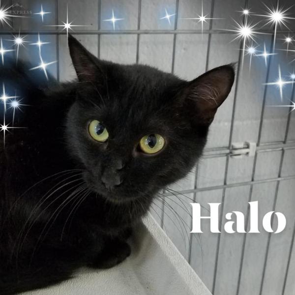 Halo Female Cat