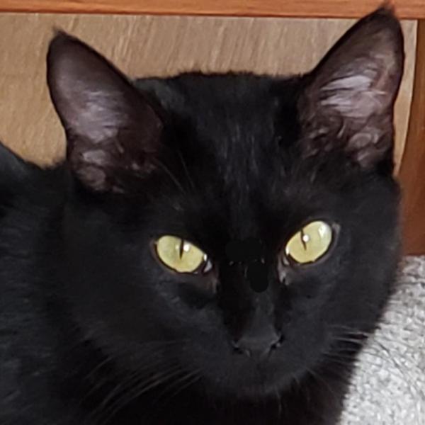 Halo Female Cat