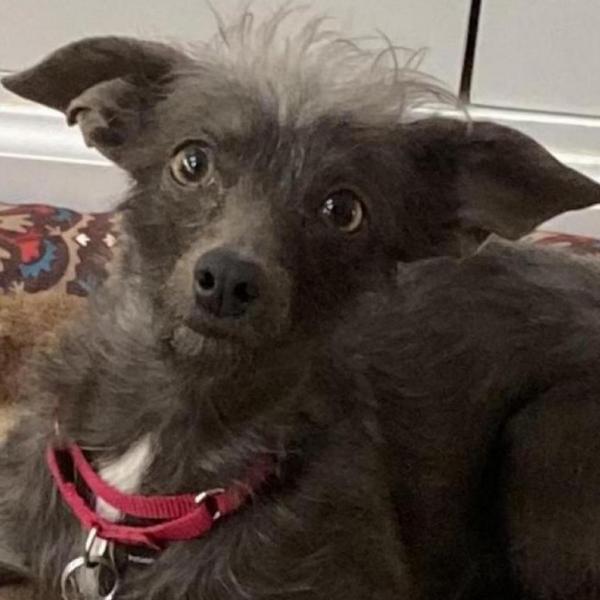 Gremlin chihuahua shop