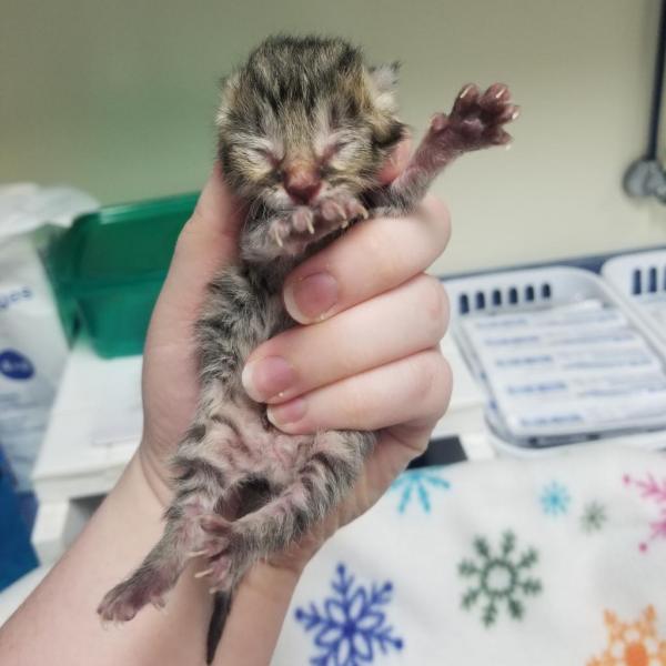 Cat willy shop