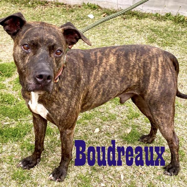 Boudreaux pitbull kennels online