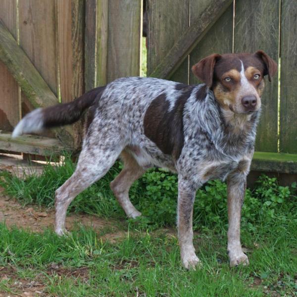Walker Texas Ranger Male Dog