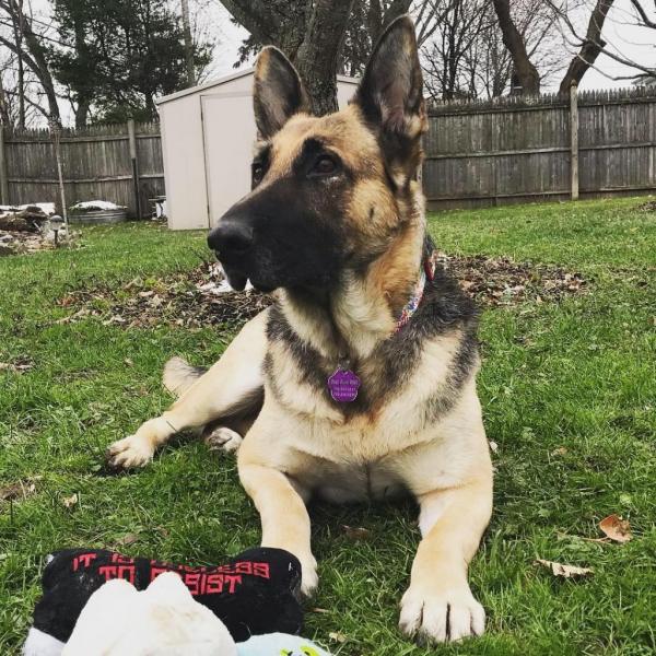 German shepherd 2025 puppies wny