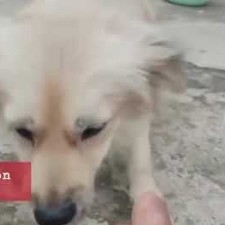 video thumb